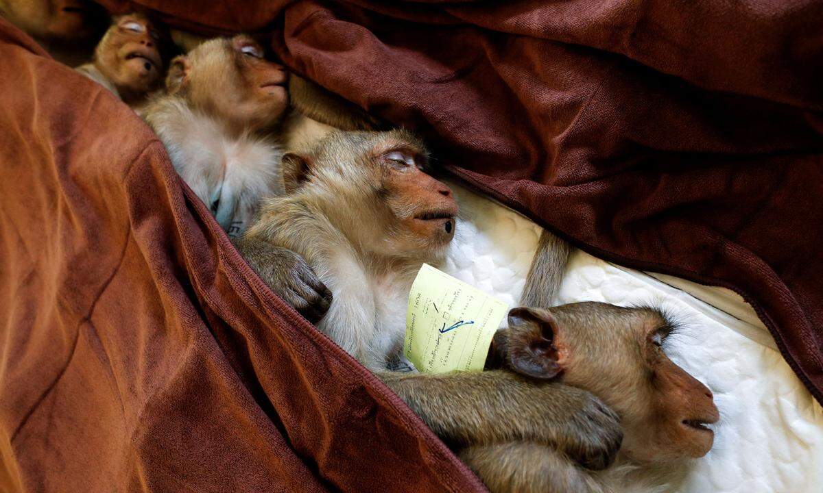 22. Juni. Für die thailändische Stadt Lopburi wird die Zahl der Makaken in der Stadt zum Problem. Deswegen werden in einem staatlichen Programm viele Tiere sterilisiert. Im Bild erholen sich gerade einige Exemplare von der Narkose.