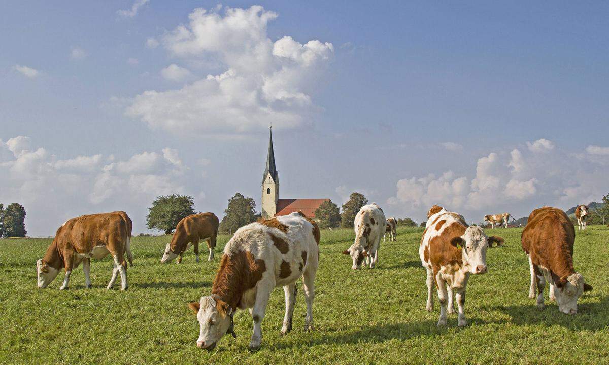 Eher selten handelt es sich dabei um die Rassen Braunvieh, Holstein, Pinzgauer oder Grauvieh. Alle anderen Rassen – etwa Angus, Galloway oder Dexter – laufen in Österreich unter ferner liefen. Ein paar Exoten im Überblick.  