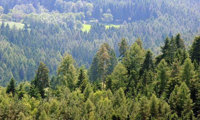Die Zusammensetzung der Wälder kann sich durch die Klimaerwärmung ändern: Kiefern dürften gegen Fichten gewinnen.