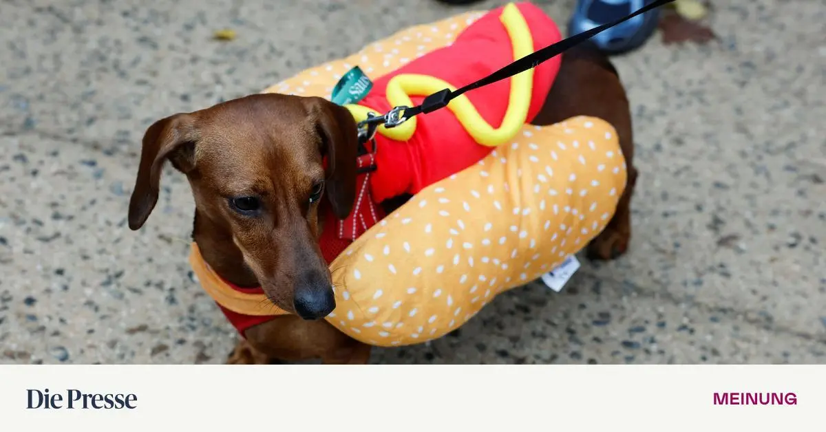 Kult-auf-kurzen-Beinen-Kost-mierte-Dackel-in-Paris-und-ber-hmte-Rasse-Fans-premium-