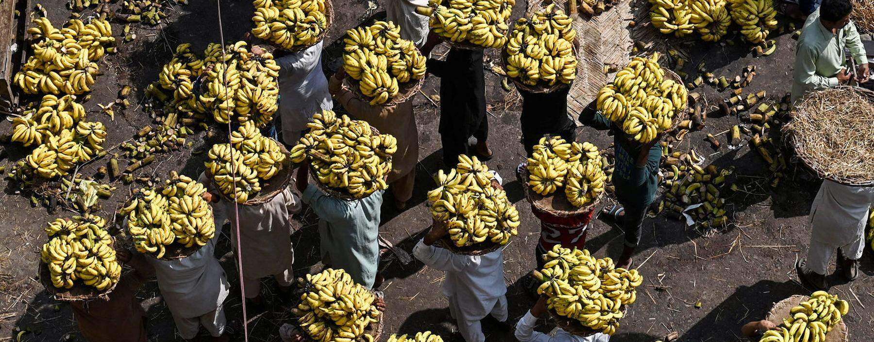 Bananen sind für 450 Millionen Menschen wichtiger Teil ihrer Ernährung. 