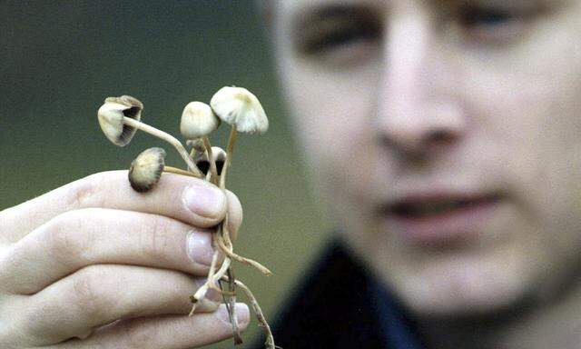 Befreien sie von Ängsten? Der Inhalt von Magic Mushrooms bzw. narrischen Schwammerln ähnelt dem von LSD.