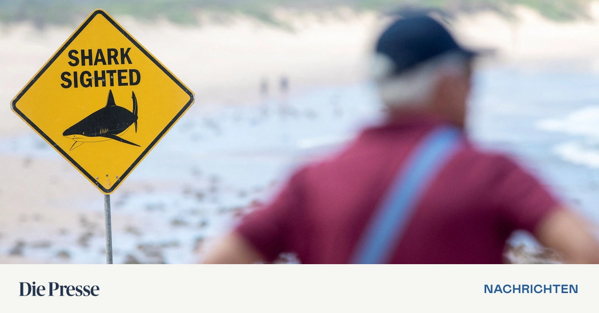 -Wei-e-Haie-und-Bullenhaie-gesichtet-Toter-Wal-vor-Australiens-K-ste-lockt-Raubfische-an