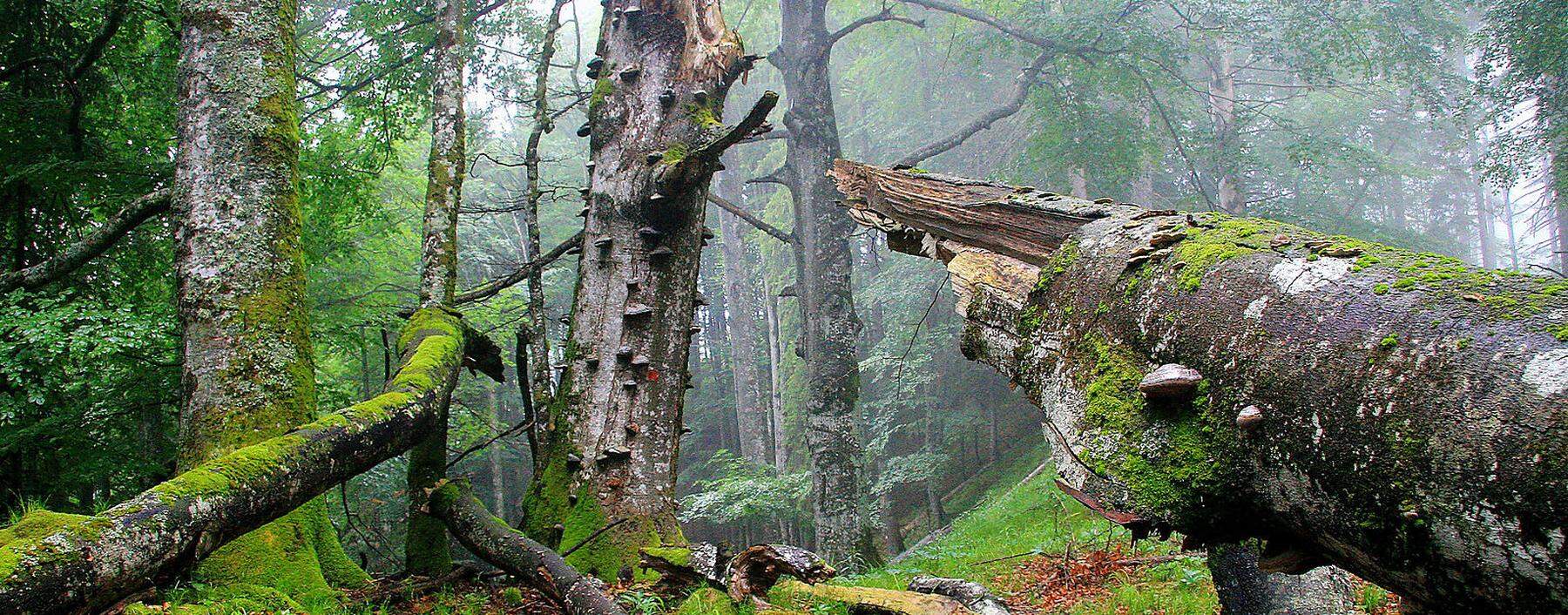 Urtümlicher Nationalpark Kalkalpen: Das Holz bleibt liegen und wird neu besiedelt.