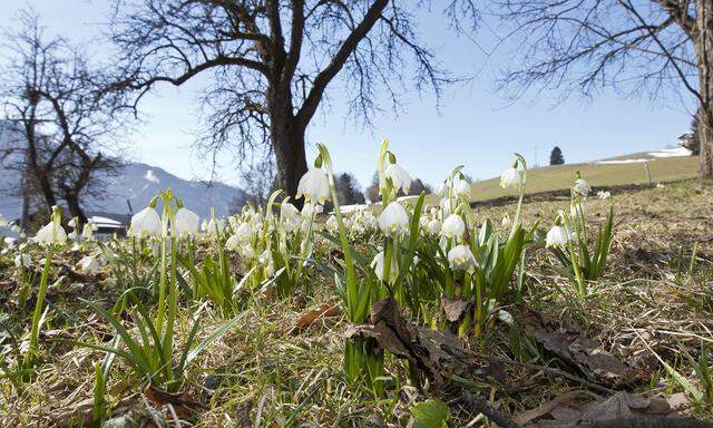 Frühlingsfeature mit Schneeglöckerl am Angerberg