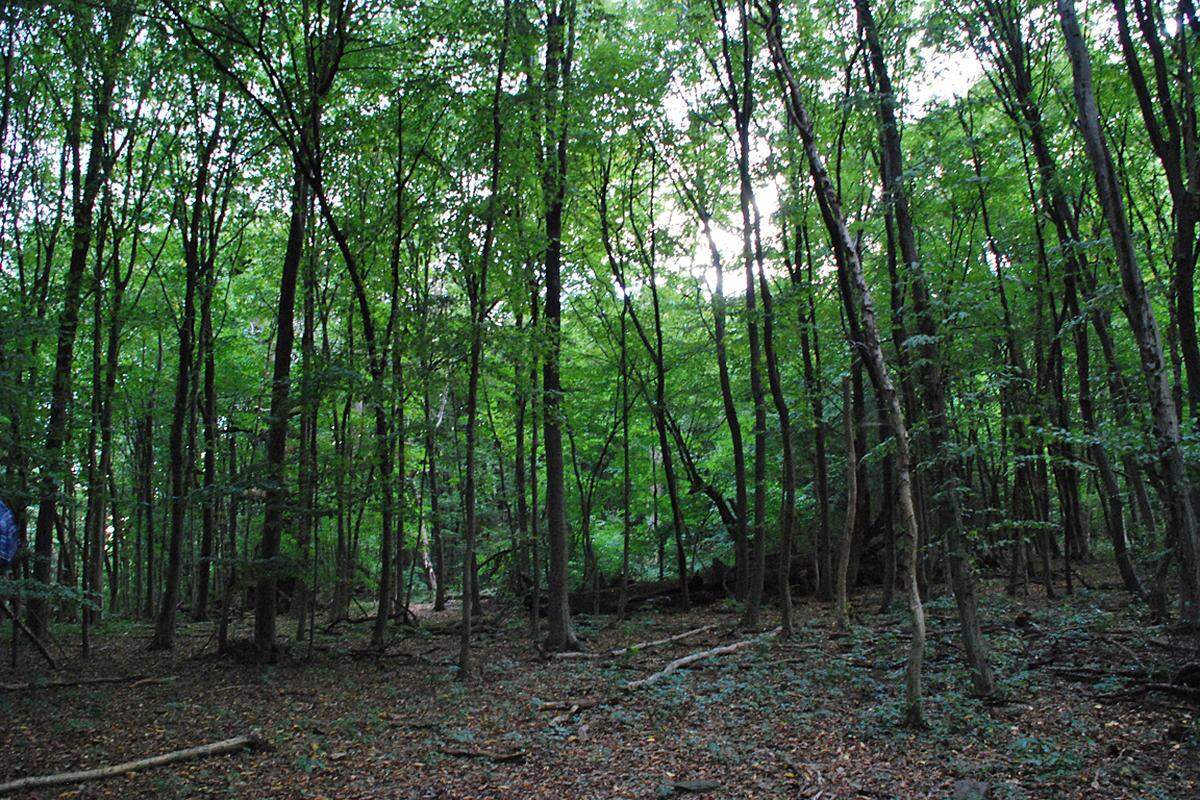 1972 wurde der Johannser Kogel zum Naturwaldreservat erklärt. Seitdem wird der Wald für Forschungszwecken sich selbst überlassen.