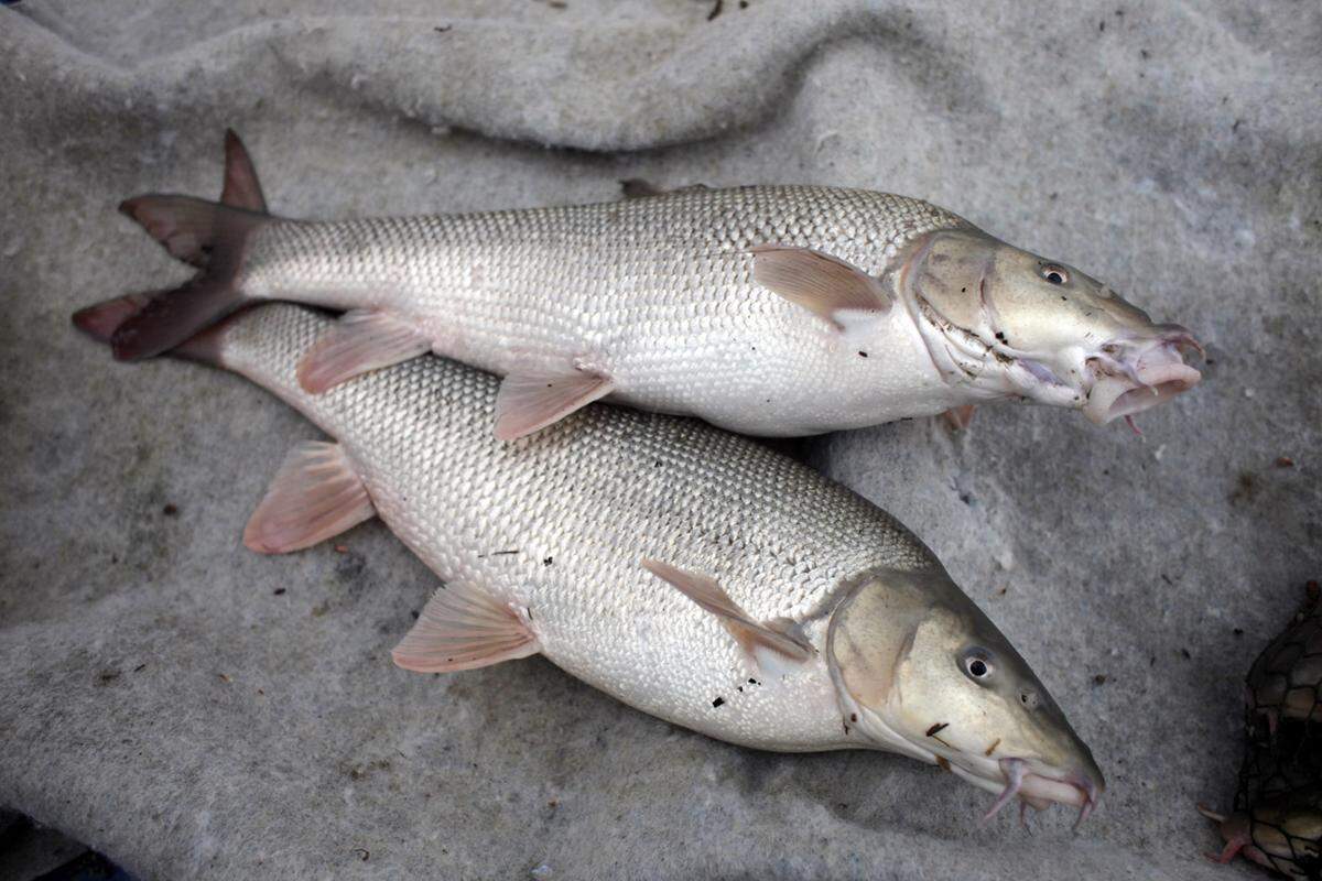 Die frischen Fische werden selbst verspeist oder an Bekannte verkauft. Jeder Fischer hat einige Kontakte von Interessenten: Wenn er etwas anzubieten hat, ruft er sie an.