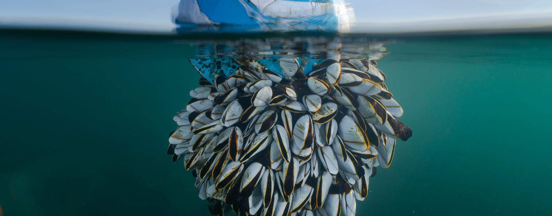 Das Bild eines Fußballs, an dem sich Entenmuscheln angesiedelt haben, ist Gewinner des British Wildlife Photography Awards 2024.