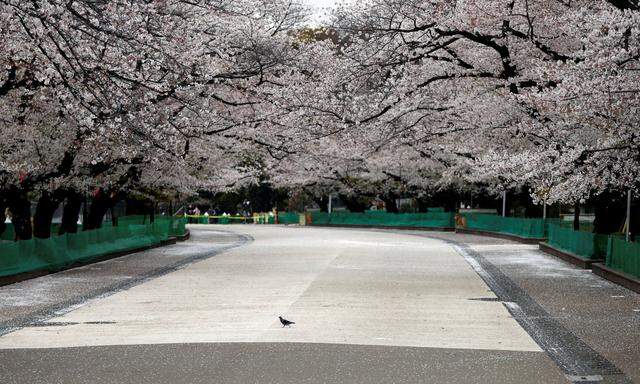Kirschblüte während Corona-Krise. Der Ueno-Park in Tokio, in dem sonst zahlreiche Menschen spazieren, ist wie ausgestorben. 