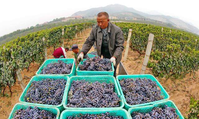 Traubenlese in China: 11,5 Millionen Hektoliter Wein wurden 2017 in dem Land produziert.