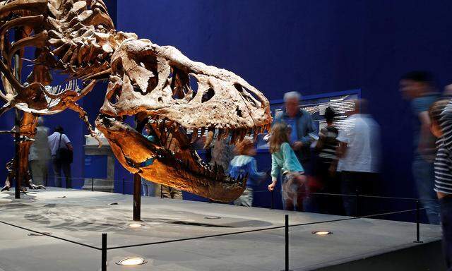 Dieses Skelett eines ausgewachsenen Tyrannosauriers kann man nicht kaufen, sondern nur ansehen. 