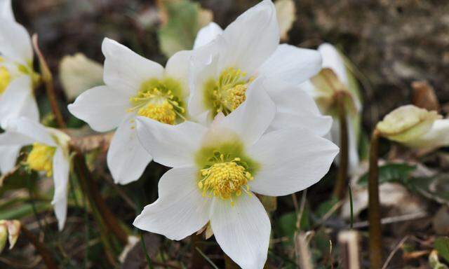 Die Schneerose ist in vielen Gärten auch im Winter anzutreffen.