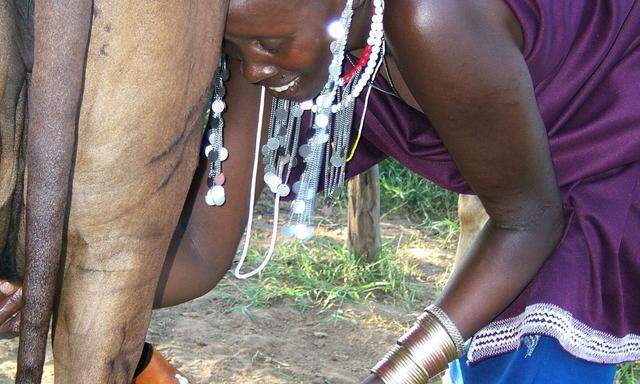 Die Massai melken die Milch der Zebu-Rinder direkt in eine Melkkalebasse, einen ausgehöhlten und getrockneten Flaschenkürbis. Dagmar Schoder hat das Foto in der Nähe von Lugoba, Tansania, geschossen – in einem Dorf „mitten in der Massaisteppe.“