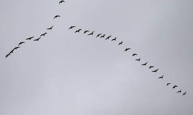 Der Himmel wird leerer: Immer weniger Vögel werden gezählt, viele Arten drohen auszusterben. Der „Farmland Bird Index“ zeichnet seit 25 Jahren ein alarmierendes Bild.