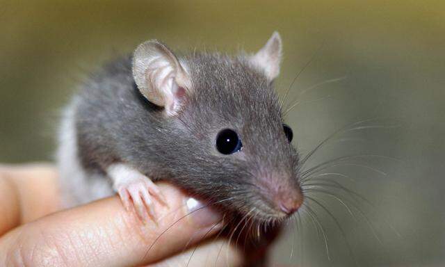 59,7 Prozent der untersuchten Wiener Ratten trugen gefährliche, multiresistente Staphylokokken in sich.