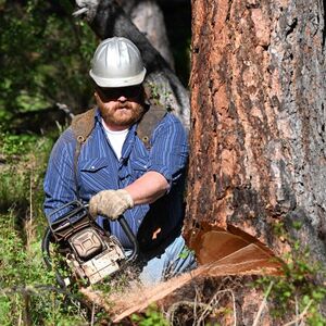 Aus diesem Baum soll noch viel erzeugt werden, bevor die Reste zu Pellets werden.