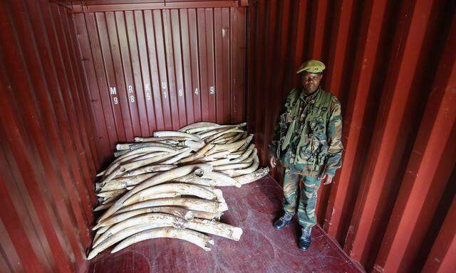 Vorbereitungen für die Vernichtung von beschlagnahmten  Elfenbein in Nairobi/Kenia 