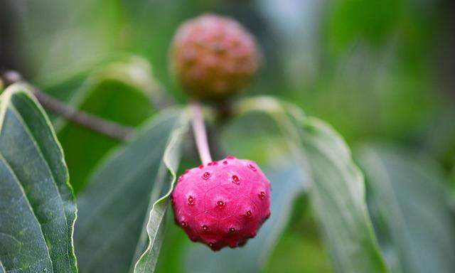 Aus Früchten des Blumenhartriegels bereitet man in Asien Marmeladen, Gelees und Liköre.