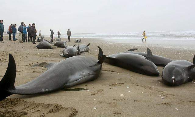 Japan: Angst vor Erdbeben wegen gestrandeter Delfine