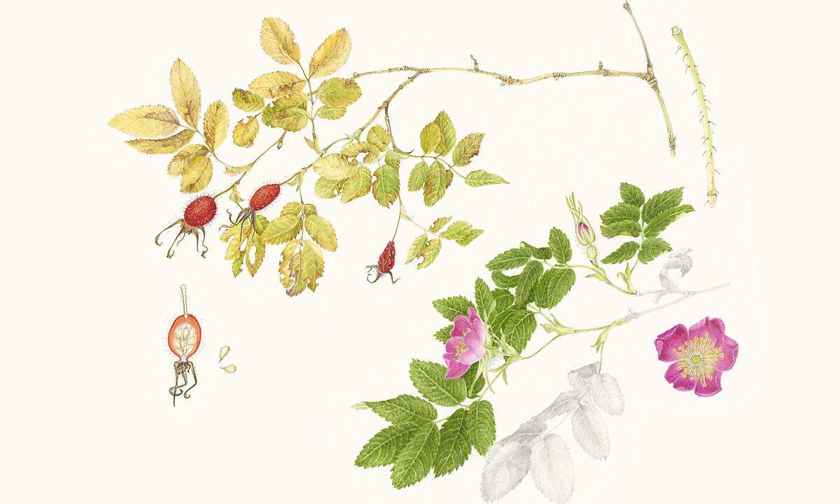 Pertl hat sich in ihrer Arbeit zwar bereits viel Botanikwissen angeeignet, Hinweise von Gärtnern und Botanikern sind für sie dennoch wertvoll: etwa auf die versteckten Stacheln der Rosa pendulina, einer Gebirgsrose.