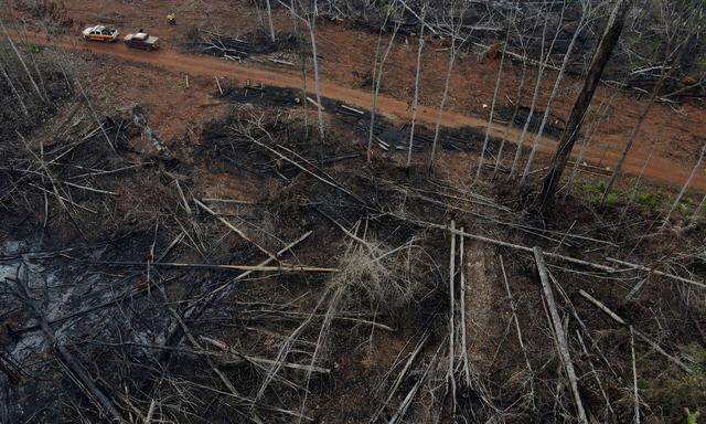 Der südamerikanische Urwald wird weiter rasant abgeholzt