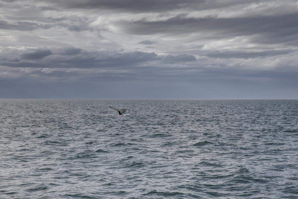 Während sich Vogelkundler der Suche nach dem Papageitaucher widmen und fotografierend in den Steilküsten hängen, setzen sich Freunde der See auf eines der vielen Walbeobachtungs-Boote und schippern zweieinhalb Stunden im Nordatlantik herum. Zwischenzeitlich wird man hoffentlich mehr als nur die Schwanzflosse der gigantischen Meeressäuger sehen.