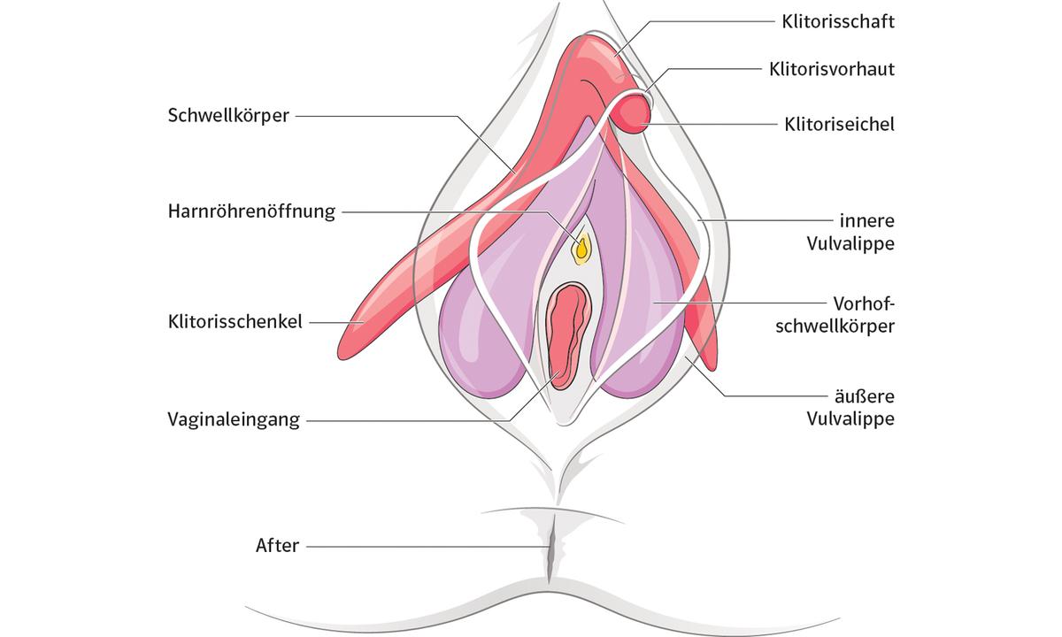 Sprachsensible Darstellung des weiblichen Genitalbereichs
