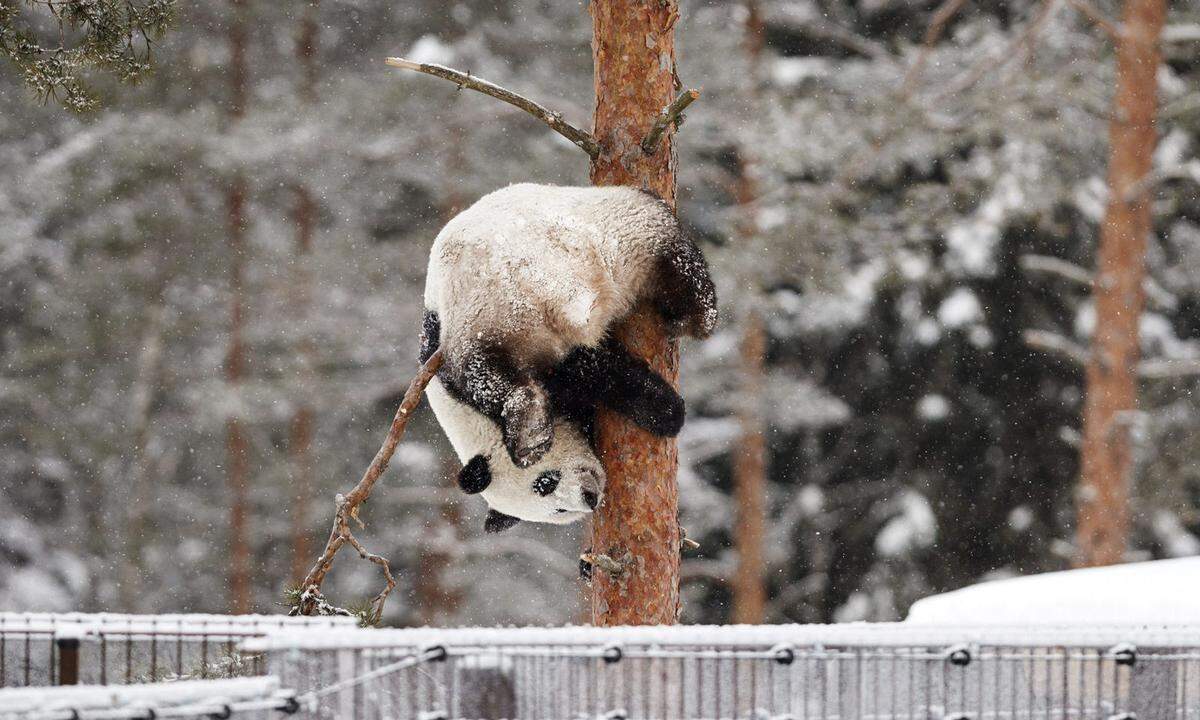 17. Februar. Pandaweibchen Lumi fühlt sich in ihrer neuen Heimat Finnland sichtlich wohl: So ein Schneegestöber regt ja auch zum Herumtollen an.