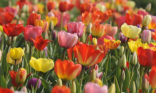 Aus der Türkei kam die Garten-Tulpe um die Mitte des 16. Jahrhunderts nach Mittel- und Westeuropa