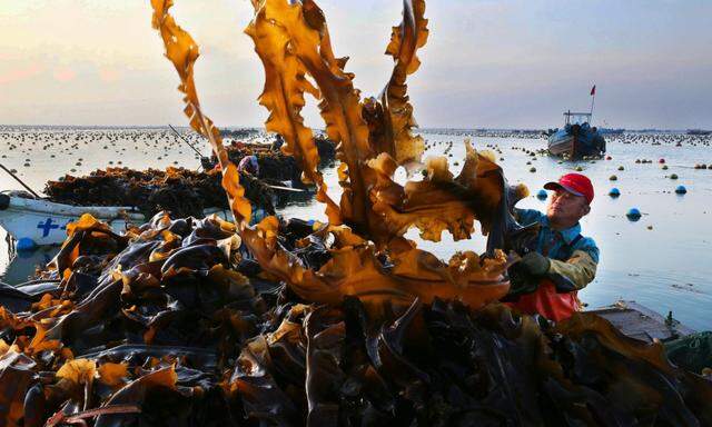 Hier erntet ein Fischer in China, was dort seit Jahrtausenden zur Küche und Apotheke gehört: Kelp. 
