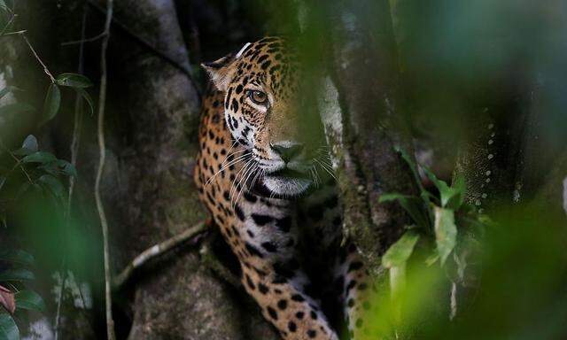 Ein Jaguar im Regenwald. 