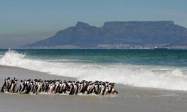 Brillenpinguine wanderten 1985 ein und blieben.