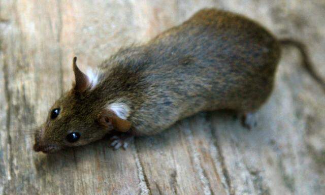 Ratten sind die bevorzugten Endwirte für den Rattenlungenwurm 