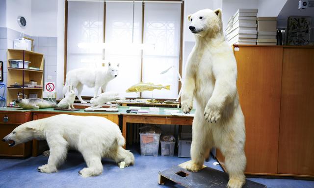 Eisbären machen in der aktuellen Sonderausstellung im Naturhisto­rischen Museum auf den Klimawandel aufmerksam. Auch intern ist dieser Thema.