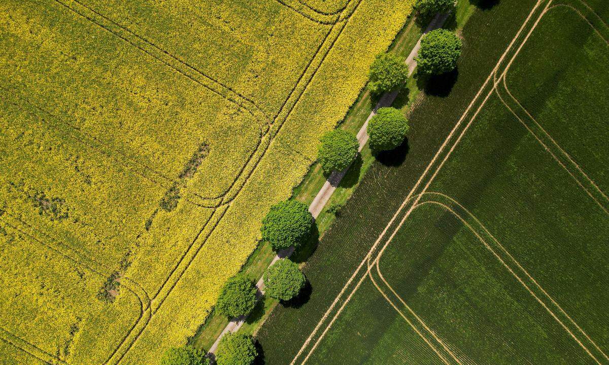 23. Mai. Eine Luftaufnahme zeigt ein gelbes Rapsfeld in Hemel Hempstead, Großbritannien.