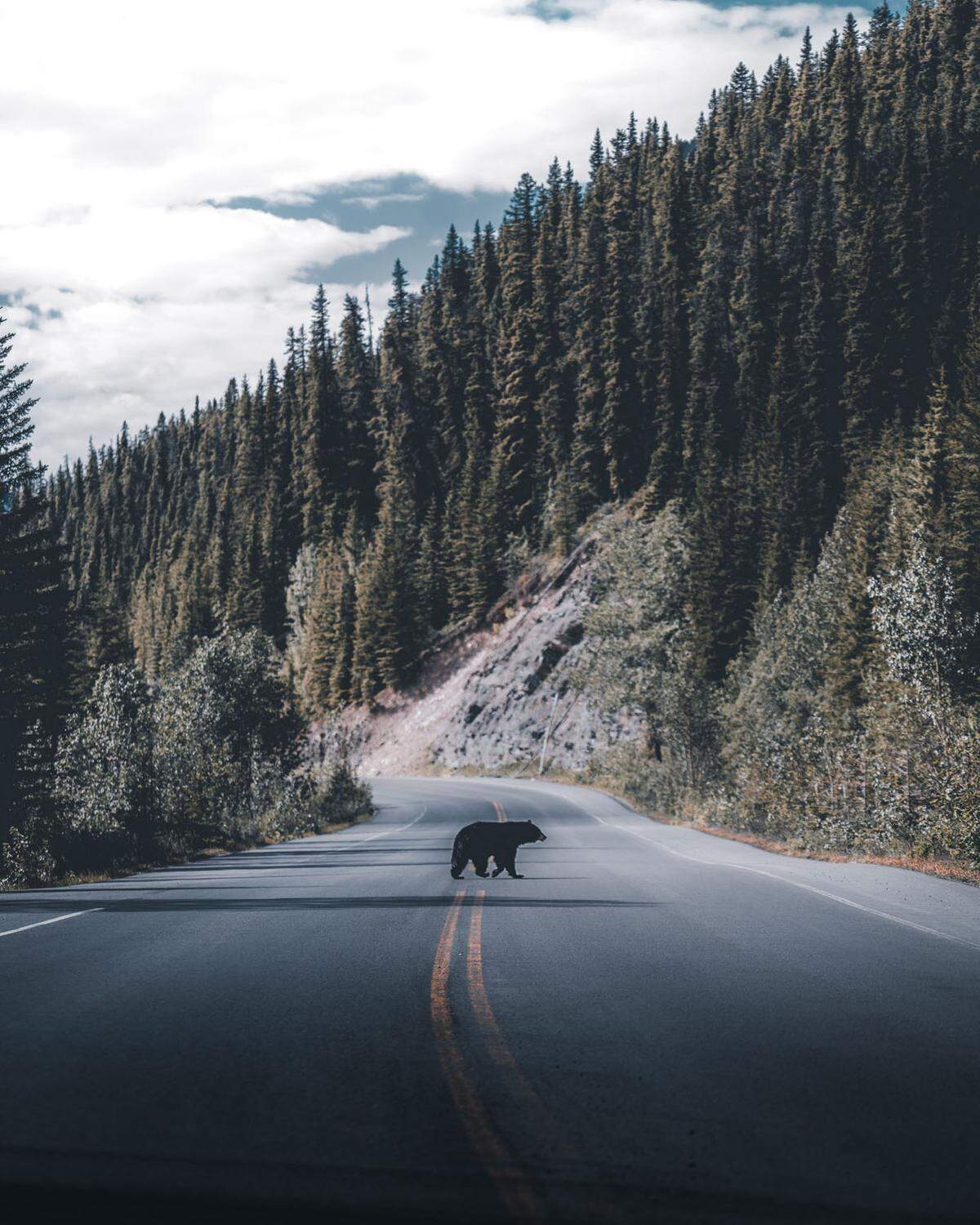 Ebenso dieser Bär in Kanada. "Viel kanadischer geht es nicht", schreibt der Fotograf.