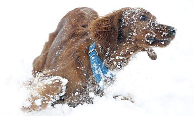 Aggressive Frau darf Hund