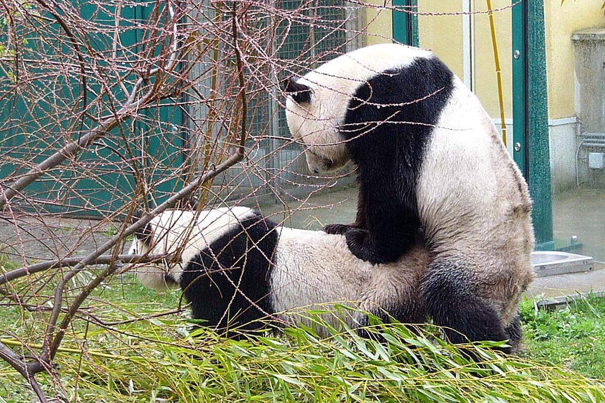 Seine Eltern sind Yang Yang und Long Hui - das Panda-Pärchen ist eine Leihgabe der Volksrepublik China.