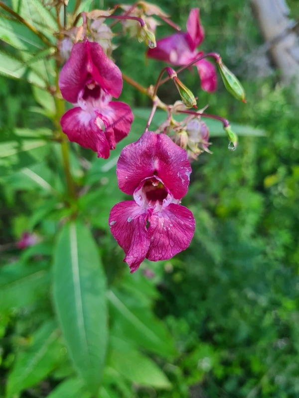 Das Drüsige Springkraut (Impatiens glandulifera) stammt aus der indischen Region und gilt in Europa als invasive Art, die andere verdrängt.