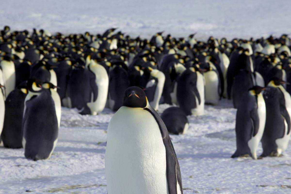 In die Antarktis muss man reisen, um Königspinguine in freier Wildbahn zu erleben. Am besten tritt man die Reise zwischen November und Jänner an, dann hat man auch Chancen Pinguinbabys zu sehen.