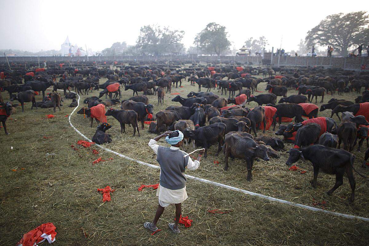 Zahlreiche Wasserbüffel, Ziegen, Schweine, Enten, Hühner, Tauben und weiße Ratten wurden zum Beginn des Festes im Süden Nepals zusammengetrieben.