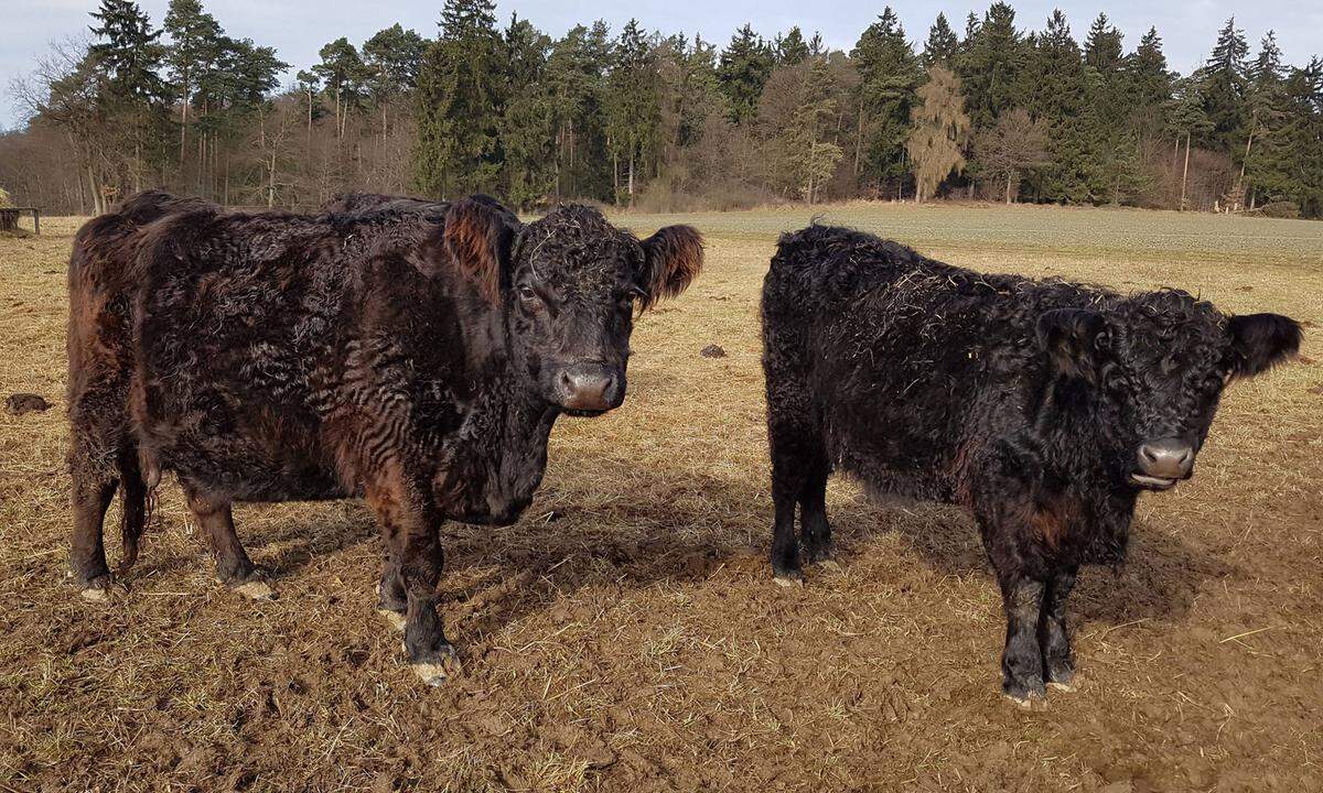 Sie sind dem Angus-Rind recht ähnlich. Beide stammen aus Schottland, sind hornlos, haben ein ruhiges Gemüt und sind wegen ihres fein marmorierten Fleisches derzeit sehr beliebt. Sie werden auch hierzulande (aktuell gibt es knapp 7000 Stück) gern gemeinsam mit Angus-Rindern gehalten oder auch gekreuzt.