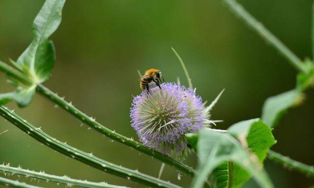 Bienenfreundlich zu gärtnern ist eigentlich einfach.