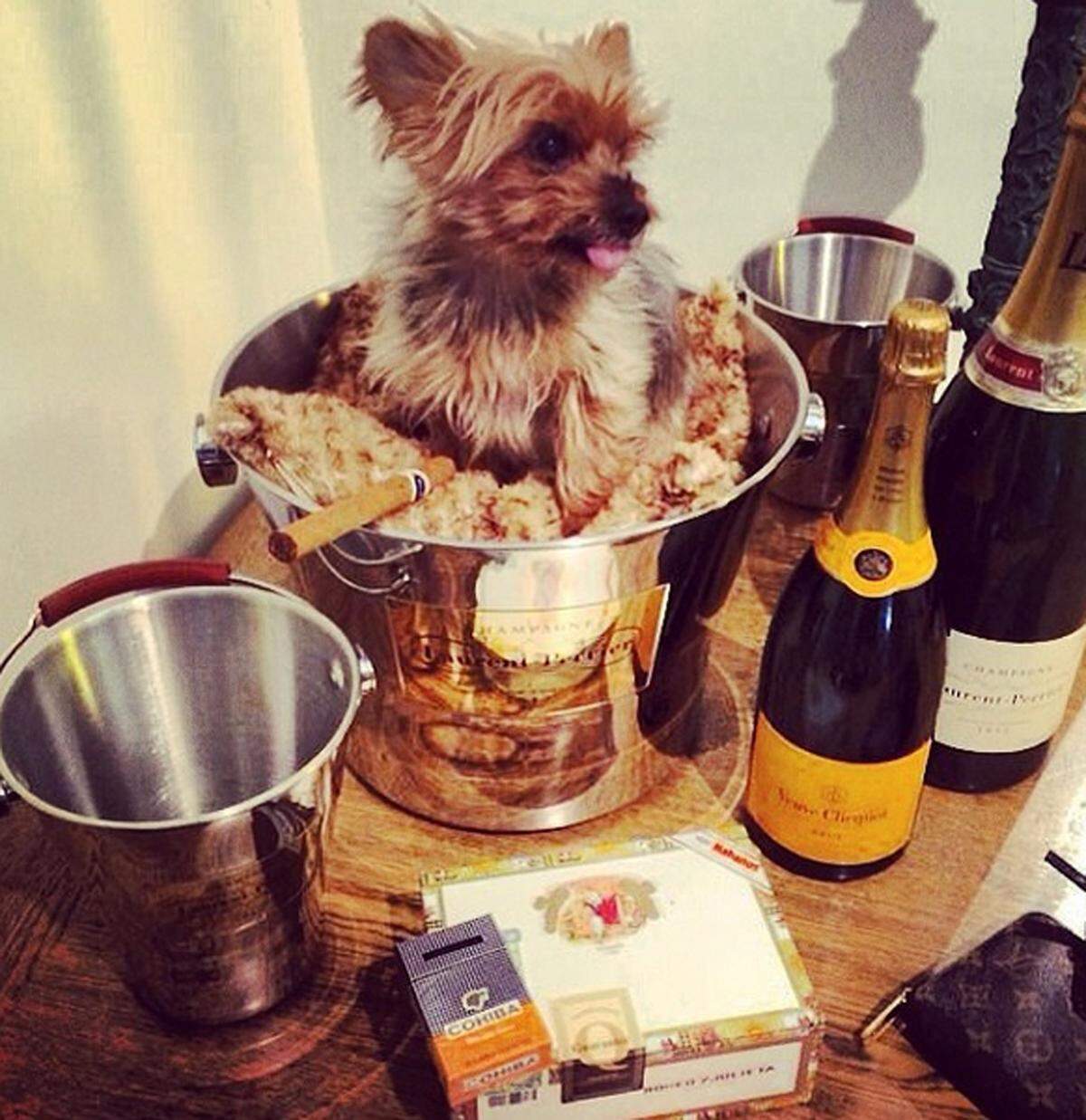 Gemütlich hat es sich dieser Yorkshire-Terrier zwischen Champagner gemacht.
