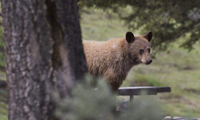 Ein Bär In Colorado machte ein ausgiebiges Fotoshooting - mit sich selbst.