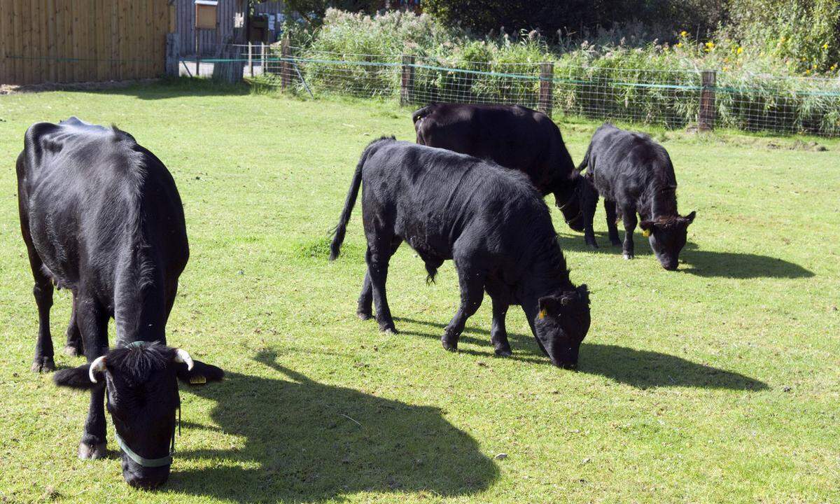 Diese meist schwarze, manchmal auch rote oder graubraune Rasse hat sehr kurze Beine und einen breiten Rumpf. Dexter eignen sich als Zweinutzungsrind, also für die Fleisch- und Milchproduktion. Ihre Milchleistung liegt immerhin bei 2500 Liter pro Jahr, was für die besonderen Rassen nicht wenig ist (im Vergleich zum Fleckvieh hingegen schon, das liefert rund 7000 Liter pro Jahr). In Österreich gibt es davon lediglich 300 Tiere.