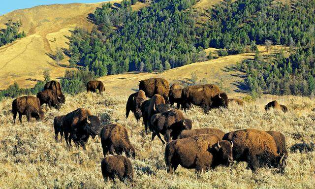 Bestand. An der Fastausrottung der Bisons hatte Buffalo Bill fast keinen Anteil.