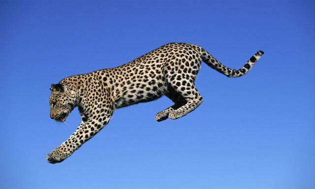 Der Indochinesische Leopard ist eine Unterart der Leoparden. Die Tiere können bis zu 90 Kilo schwer werden und sechs Meter weit springen.