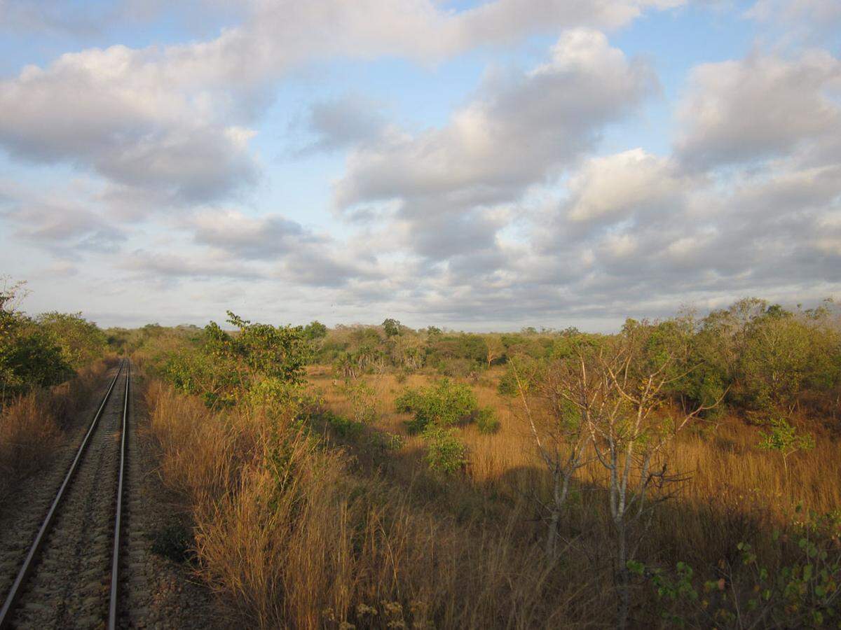 Von Sambia nach Tansania, vom Miomba-Wald, der perfektes Elefantenfutter darstellt (aber es gibt keine Elefanten mehr) bis zur Abzweigung zur rund 1.800 Kilometer langen Tansania-Zambia Railway(TaZaRa).