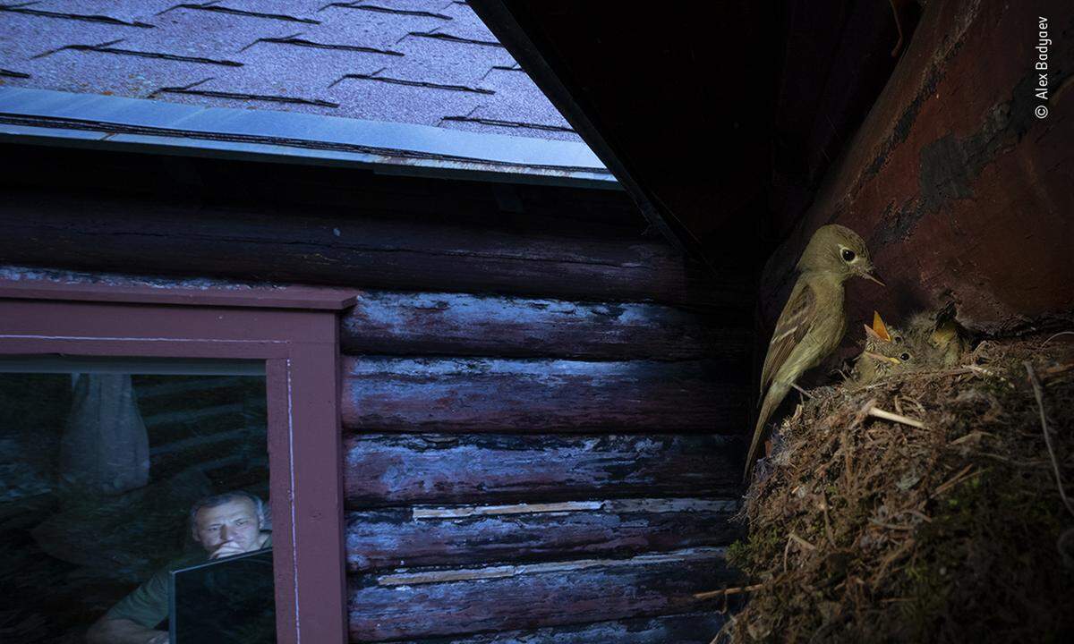 Der Fliegenfänger-Tyrann (eine bedrohte Vogelart) hat sich ausgerechnet vor dem Fenster eines Biologen einen Platz zum Nisten gesucht. Alex Badyaev hat dieses Foto in den Rocky Mountains in den USA gemacht.